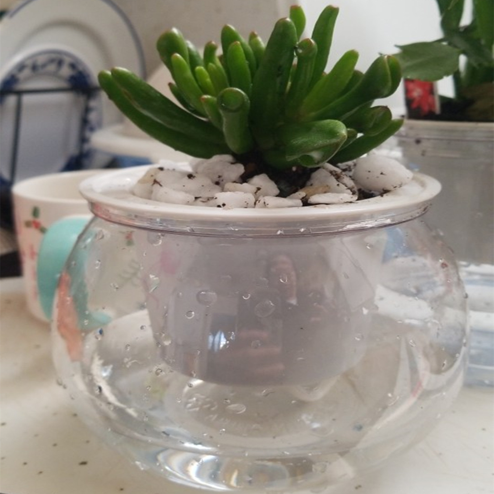 Aloe Vera Pot - Горшок для растений, комнатный горшок для