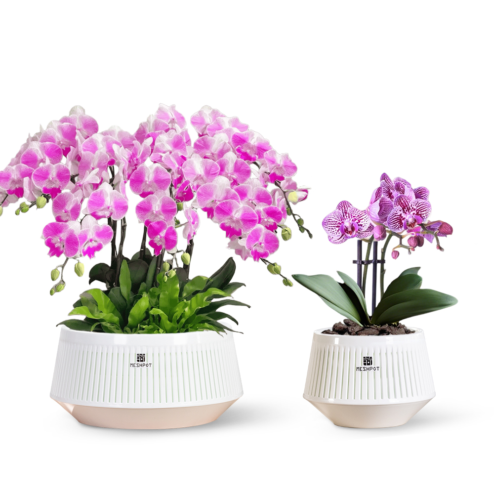Сетчатый горшок для орхидей с  – обзор и цена Aloe Vera Pot