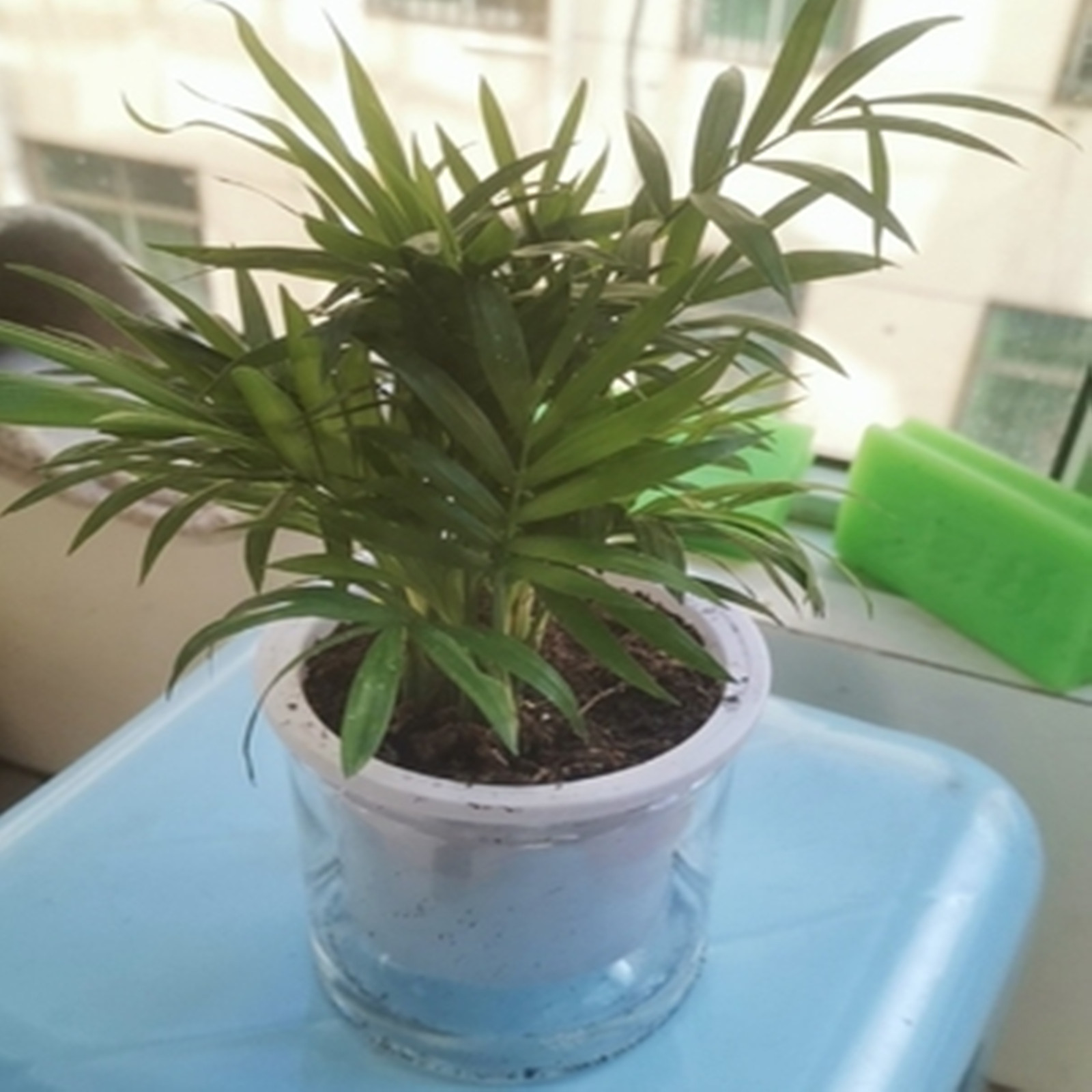 Горшок для растений, комнатный – обзор и цена Aloe Vera Pot