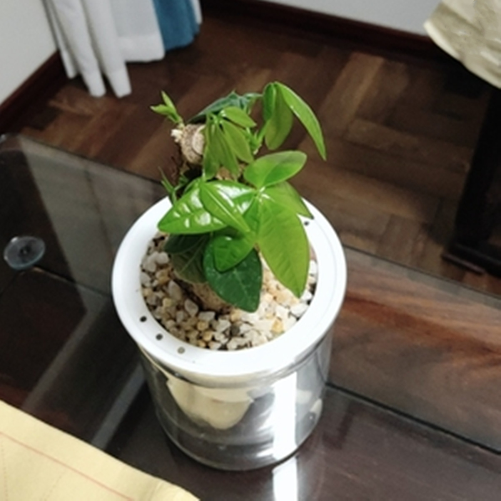 Горшок для растений, комнатный – обзор и цена Aloe Vera Pot