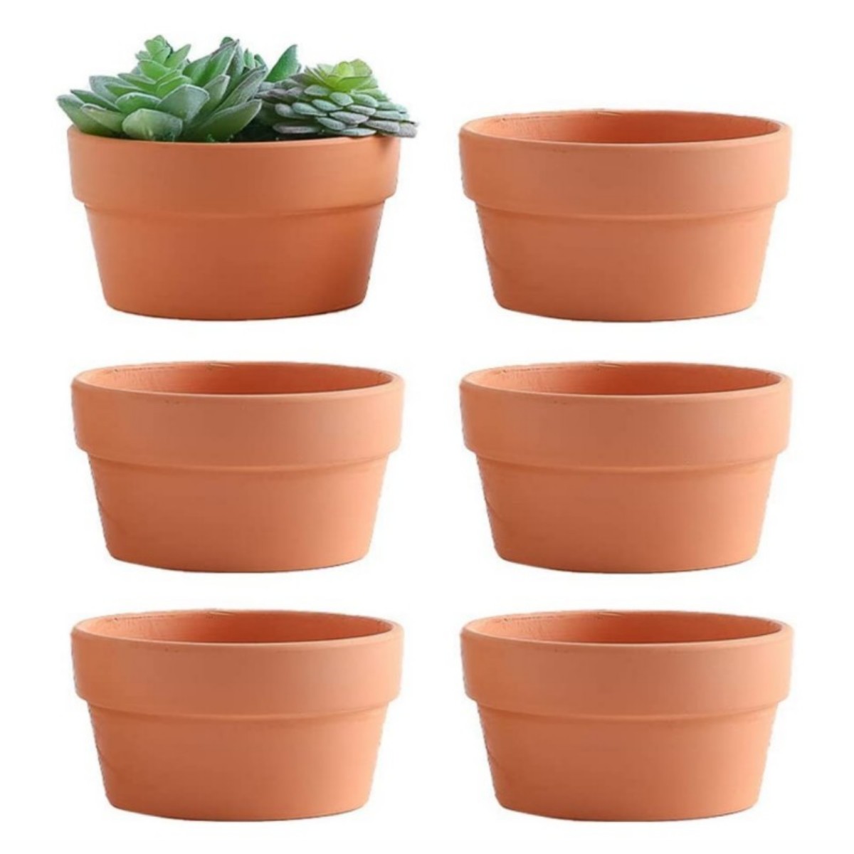 Горшки терракотовые для цветов – обзор и цена Echeveria Succulent