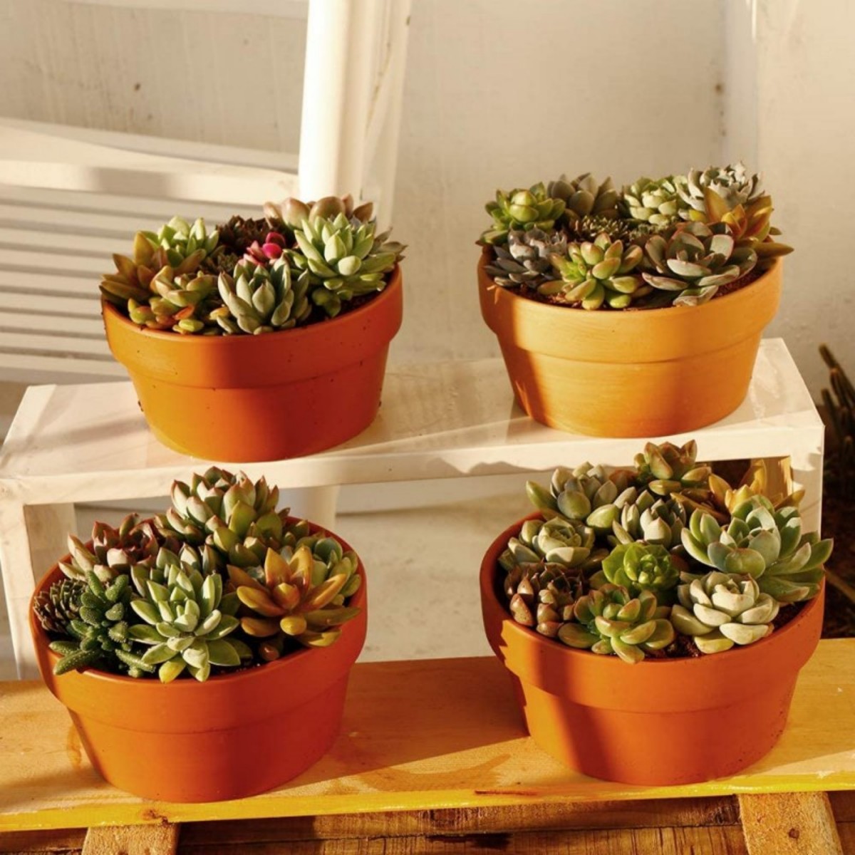 Горшки терракотовые для цветов – обзор и цена Echeveria Succulent