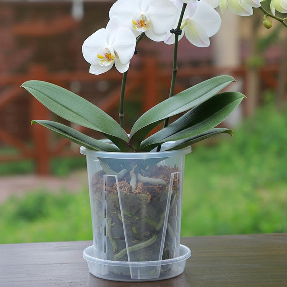 Прозрачный пластиковый горшок  – обзор и цена Aloe Vera Pot